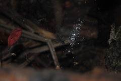 Corasoides australis