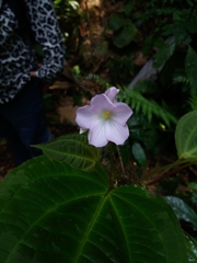 Monolena primuliflora