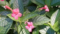 Ruellia elegans