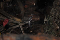 Corasoides australis