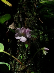 Monolena primuliflora