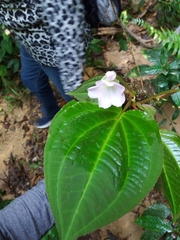 Monolena primuliflora