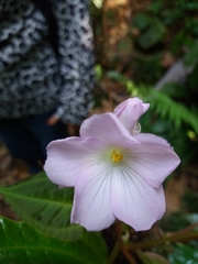 Monolena primuliflora