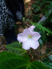 Monolena primuliflora