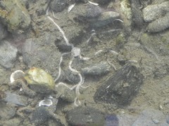 Amphiodia occidentalis