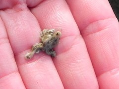 Amphiodia occidentalis