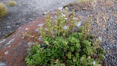 Veronica hookeriana