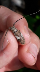 Lochmaeocles cornuticeps