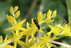 Adela septentrionella