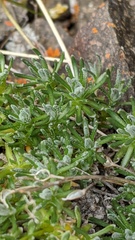 Draba incerta