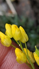 Draba incerta
