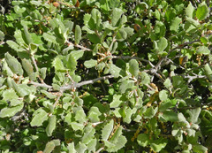 Quercus durata durata