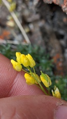 Draba incerta