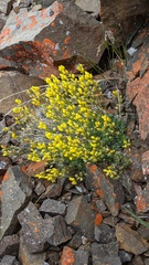 Draba incerta