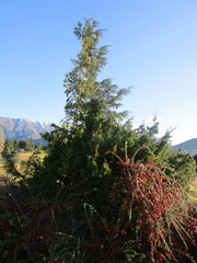 Cotoneaster microphyllus