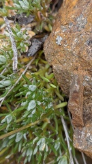 Draba incerta