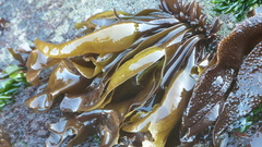 Mazzaella laminarioides