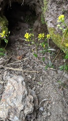 Draba albertina