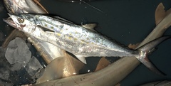 Scomberomorus maculatus