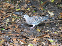 Streptopelia orientalis