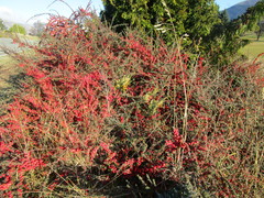 Cotoneaster microphyllus