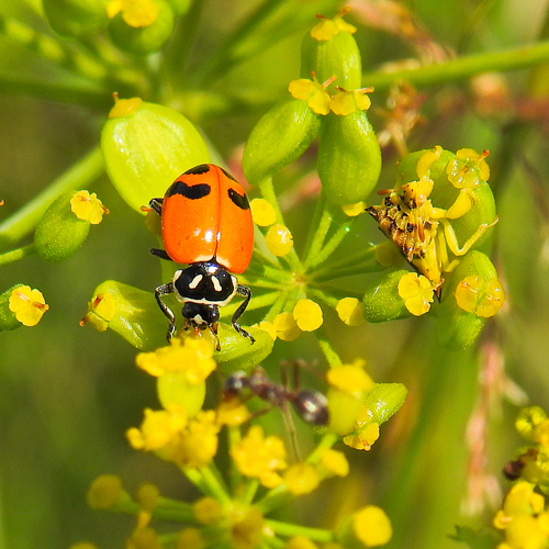 Hippodamia glacialis glacialis photographed in Wisconsin