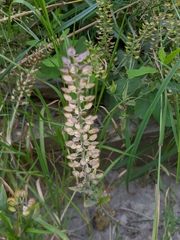 Lepidium heterophyllum