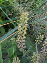 Lepidium heterophyllum