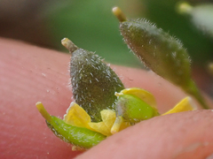 Draba incerta