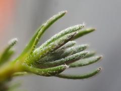 Draba incerta