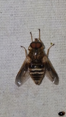 Goniops chrysocoma