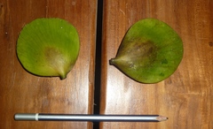 Cuervea kappleriana
