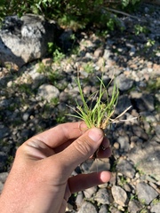 Carex viridula viridula