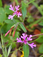Clarkia concinna