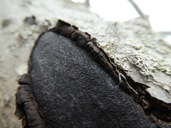 Biscogniauxia mediterranea