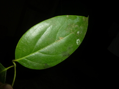 Cuervea kappleriana