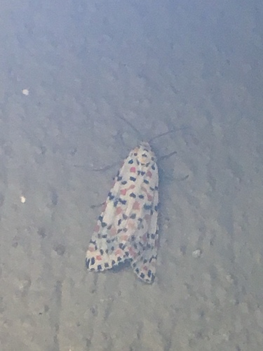Photo of Crimson-speckled Flunkey (Utetheisa pulchella)