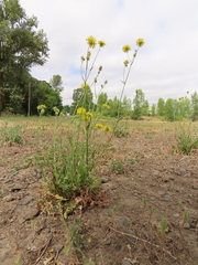 Leontodon saxatilis saxatilis