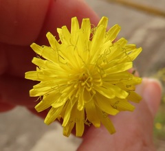 Leontodon saxatilis saxatilis