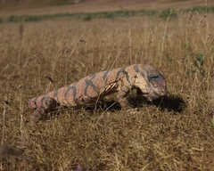 Varanus griseus caspius