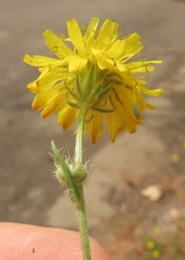 Leontodon saxatilis saxatilis