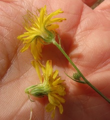 Leontodon saxatilis saxatilis