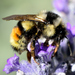 Vancouver Island Bumble Bee - Photo (c) Bob McDougall, some rights reserved (CC BY-NC)