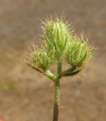 Leontodon saxatilis saxatilis