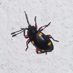 Eumorphus quadriguttatus pulchripes