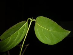 Cuervea kappleriana