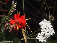 Castilleja affinis