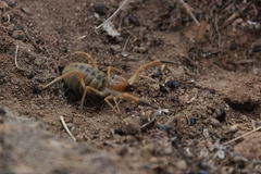 Galeodidae