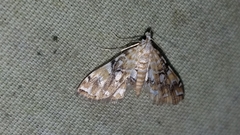 Elophila faulalis