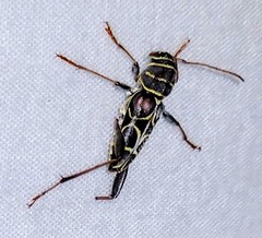 Neoclytus scutellaris